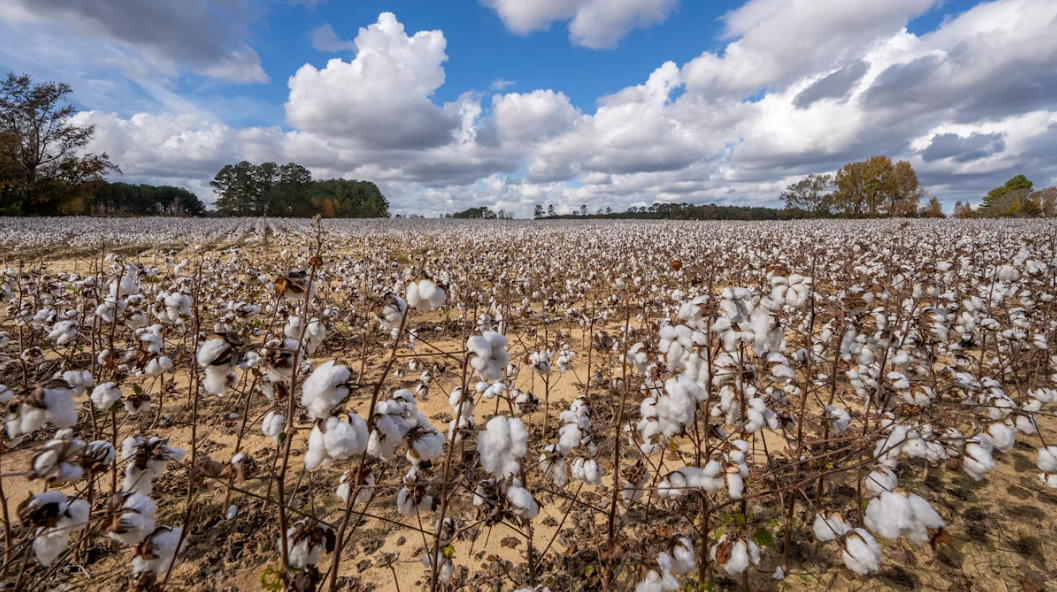 Origin of cotton